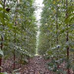 En Ecuador, existen aproximadamente 12.5 millones de hectáreas de bosques, de los cuales más del 95 % son bosques nativos, el restante son bosques plantados que reducen la presión de madera desde los primeros