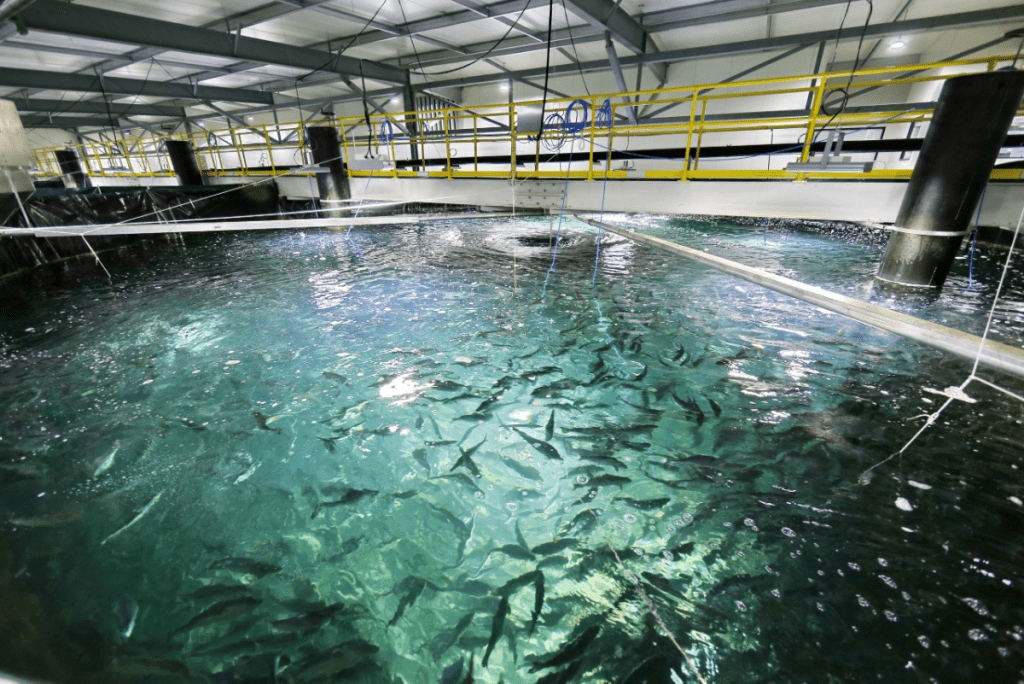 Un equipo investigador de Austria presentó este lunes una innovadora tecnología para la cría de peces en un sistema completamente cerrado, con una economía circular sostenible que no afecta a los hábitats marinos naturales