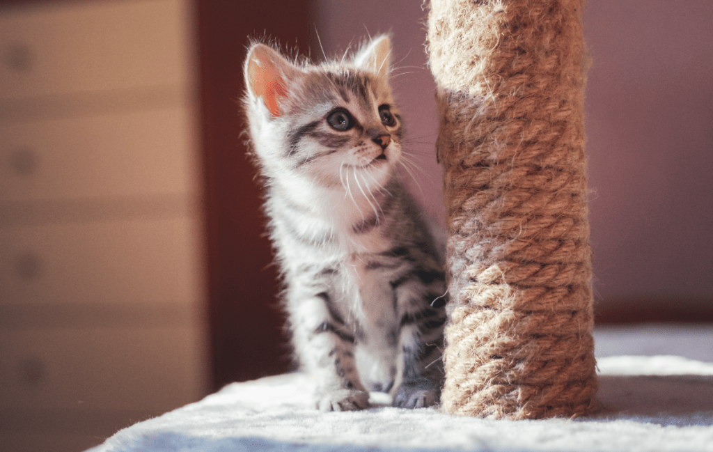 Convivir con un felino no solo mejora el bienestar emocional, sino también puede disminuir la presión arterial, reducir los niveles de cortisol, y mejorar el estado de ánimo.