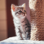 Convivir con un felino no solo mejora el bienestar emocional, sino también puede disminuir la presión arterial, reducir los niveles de cortisol, y mejorar el estado de ánimo.