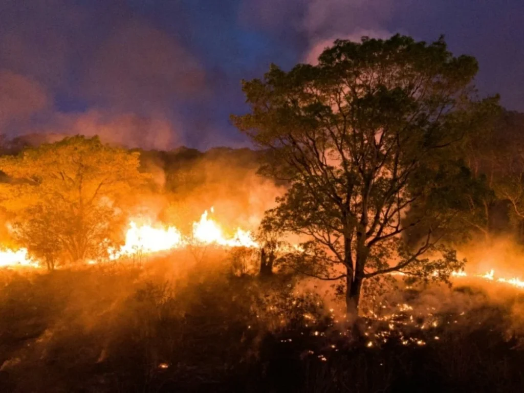El Pantanal, el mayor humedal del mundo y que Brasil comparte con Bolivia y Paraguay, registró en los primeros siete meses de este año 4.756 incendios forestales