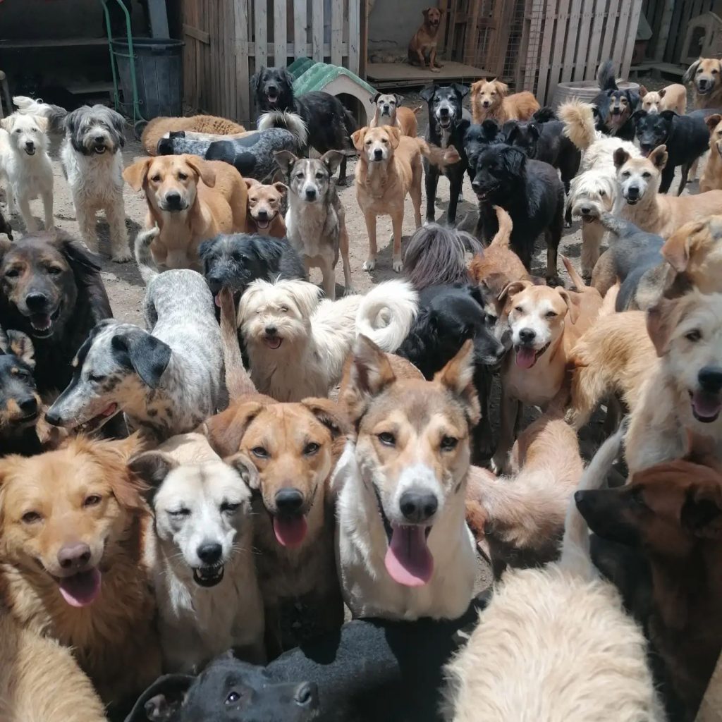 fundacion peluditos cuenca