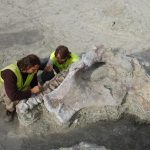 ista general del yacimiento de Lo Hueco durante la excavación de Qunkasaura en 2007. Qunkasaura pintiquiniestra tuvo un larguísimo cuello que le hizo medir hasta 20 metros y pesó más de 15 toneladas: Qunkasaura pintiquiniestra es una nueva especie de titanosaurio identificada en los restos de un esqueleto hallado en el yacimiento de Lo Hueco (Fuentes, Cuenca) que vivió hace aproximadamente 72 millones de años.
