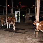 Personal policial verificó la presencia de ganado en la zona urbana de Cuenca, algo que esta prohibido.