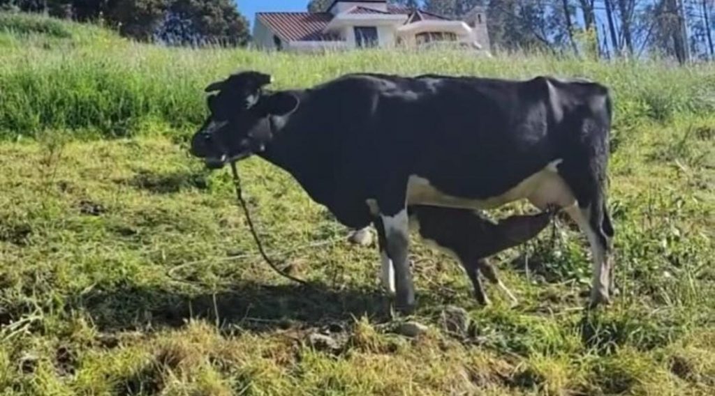 Delincuentes robaron cuatro cabezas de ganado en la comunidad Nero de la parroquia Baños, en Cuenca.