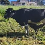 Delincuentes robaron cuatro cabezas de ganado en la comunidad Nero de la parroquia Baños, en Cuenca.