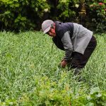 El sector agrícola de Azuay es el más afectado a escala nacional por la grave sequía que vive el país.