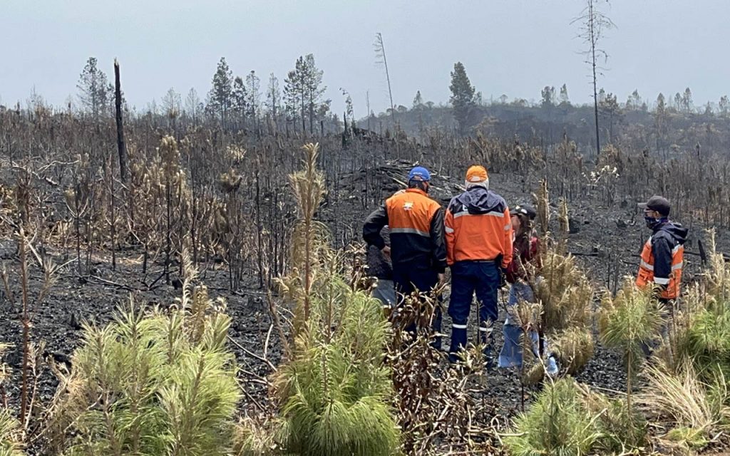 A causa de un incendio forestal se perdió grandes extensiones de terreno en Azuay, señala la Secretaría de Riesgos.