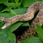 Las mordidas de serpientes venenosas causan cada año entre 81.410 y 137.880 muertes,