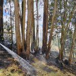 incendios forestales