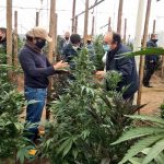 Cultivos de cannabis y cámaño para uso medicinal.