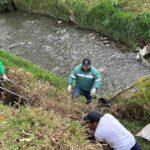 La minga para erradicar la proliferación de la ‘Susanita’ se ejecutó en las orillas de dos ríos de Cuenca.