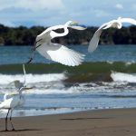 Colombia, uno de los países más biodiversos del mundo, primero en especies de aves, orquídeas y mariposas, presentará en la COP16, de la cual será anfitrión, su visión de 'Paz con la naturaleza', con el que busca crear un paradigma de relación con el medioambiente. EFE