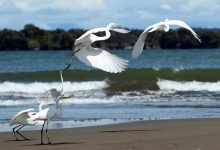 Colombia, uno de los países más biodiversos del mundo, primero en especies de aves, orquídeas y mariposas, presentará en la COP16, de la cual será anfitrión, su visión de 'Paz con la naturaleza', con el que busca crear un paradigma de relación con el medioambiente. EFE