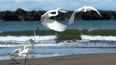 Colombia, uno de los países más biodiversos del mundo, primero en especies de aves, orquídeas y mariposas, presentará en la COP16, de la cual será anfitrión, su visión de 'Paz con la naturaleza', con el que busca crear un paradigma de relación con el medioambiente. EFE