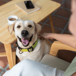 Visitar espacios pet-friendly con tu mascota puede ser una experiencia placentera, siempre y cuando se respeten ciertas normas básicas de comportamiento y preparación