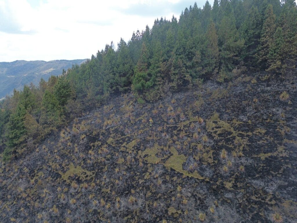 incendios controlados plan de reforestación