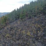 incendios controlados plan de reforestación