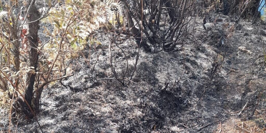 En el cerro Tigranaloma, límite del Parque Nacional Cajas, se produjo un incendio forestal. Bomberos y guardaparques acudieron al sitio para combatir el fuego.