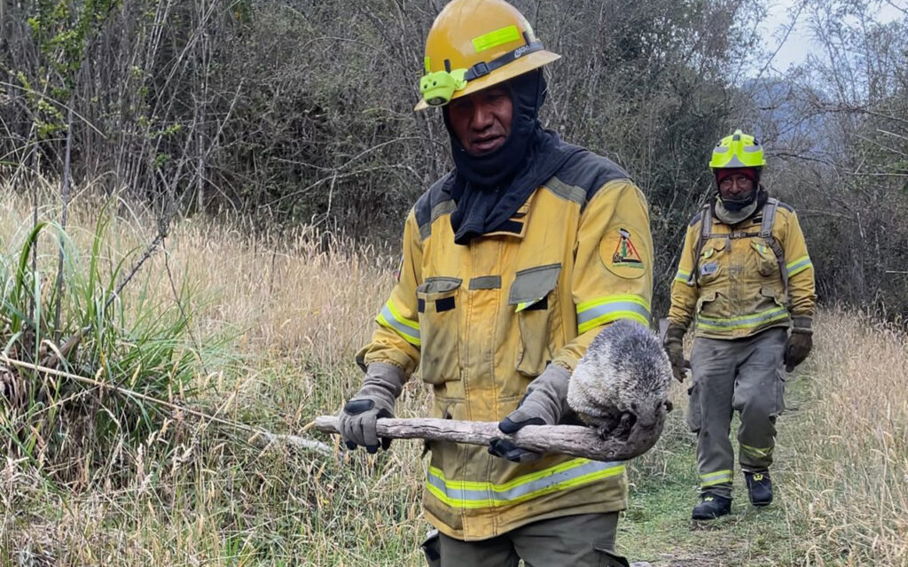 Personal de FONAPA rescató una de las especies afectadas por los incendios forestales. Piden ayuda de voluntarios para atender a los animales afectados por el flagelo.