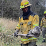 Personal de FONAPA rescató una de las especies afectadas por los incendios forestales. Piden ayuda de voluntarios para atender a los animales afectados por el flagelo.