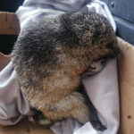 Especies están en peligro por los incendios forestales. Animales han sido rescatados por voluntarios y rescatistas de Cuenca.