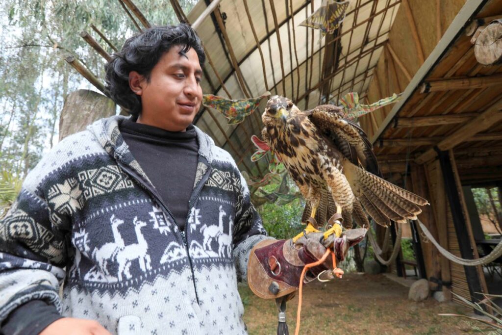 José Pacheco, del Zoológico Yurak Allpa, durante una demostración de cetrería.