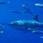 Por primer vez, cerca de las islas Galápagos, se avistó un tiburón blanco.