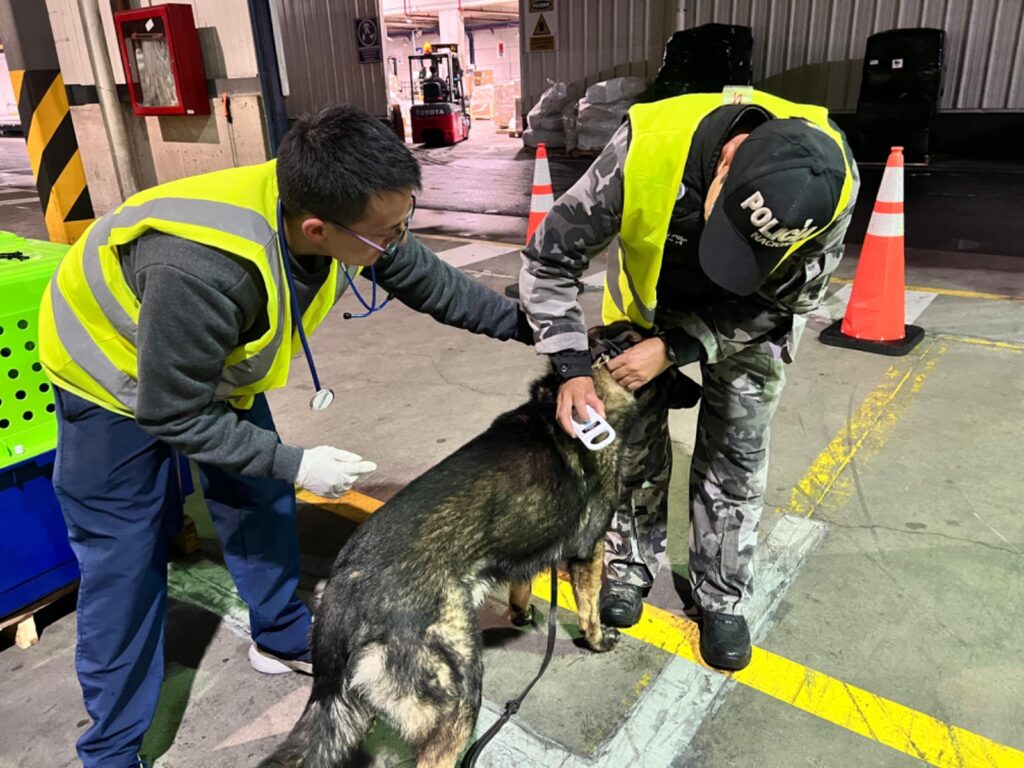 Los canes serán adiestrados en Quito y próximamente trasladados a Cuenca. Cortesía