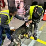 Los canes serán adiestrados en Quito y próximamente trasladados a Cuenca. Cortesía