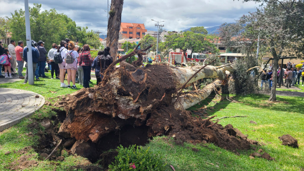 Según la EMAC, las raíces de los árboles que se desplomaron estaban podridas y esto no era visible ni detectable externamente. Sucedió en el Parque La Paz.
