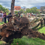 Según la EMAC, las raíces de los árboles que se desplomaron estaban podridas y esto no era visible ni detectable externamente. Sucedió en el Parque La Paz.