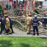 Personal del Cuerpo de Bomberos acudió a atender la emergencia por un árbol caído en el parque La Paz. Se presume que hay niños heridos.