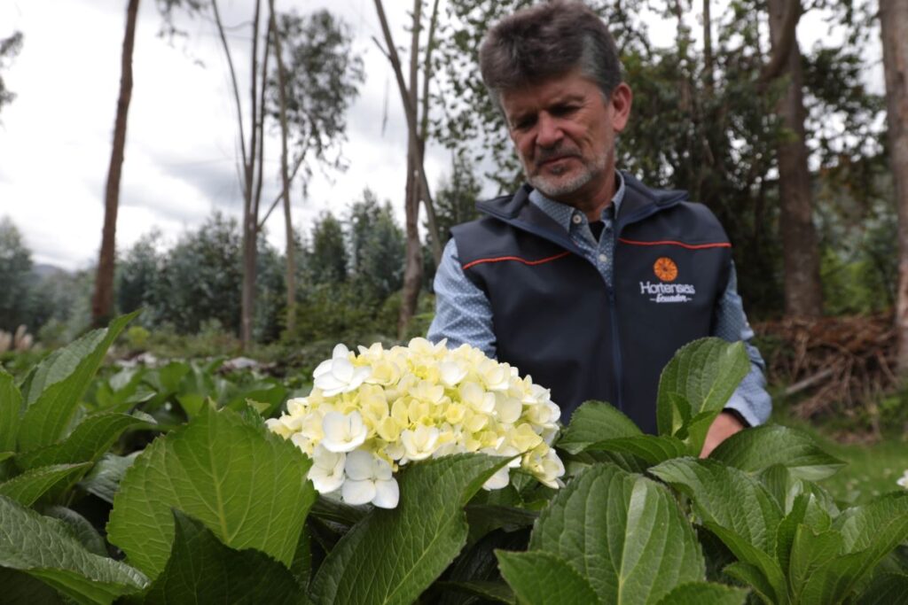 Bernardo Toral, gerente de Hortensias del Ecuador, en la plantación ubicada en el Cabogana.