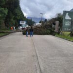 El árbol de pino cayó sobre la vía Cuenca – Molleturo – El empalme.