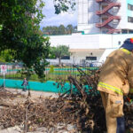 El árbol que cayó cerca del Seguro Social obstaculizó el paso de peatones.