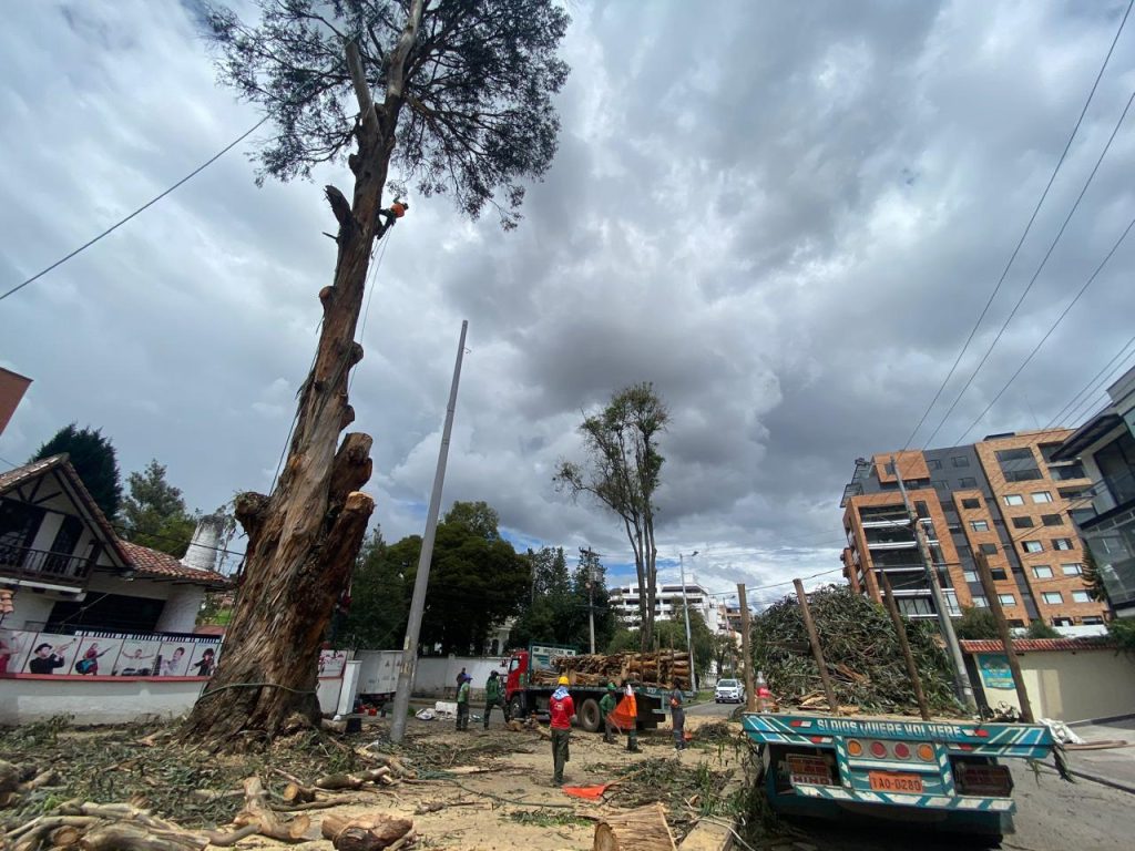 El fin de semana, el personal de la EMAC procedió con la tala árboles en la avenida Ordóñez Lasso. /FCS