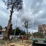 El fin de semana, el personal de la EMAC procedió con la tala árboles en la avenida Ordóñez Lasso. /FCS