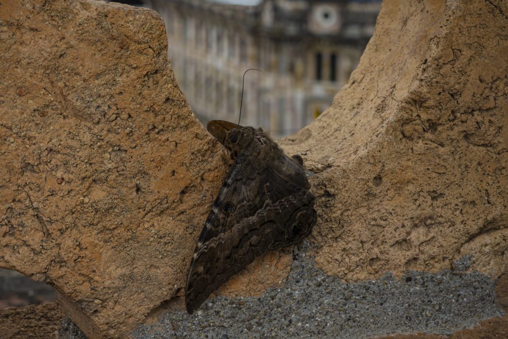 Se trata de Ascalapha odorta (mashos), de la familia Noctuoidea (con más de 70.000 especies).
