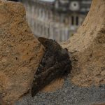 Se trata de Ascalapha odorta (mashos), de la familia Noctuoidea (con más de 70.000 especies).