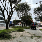 Personal de la EMAC analiza la situación de cada árbol. En abril de 2025 se prevé talar unos 250 árboles. /Cortesía