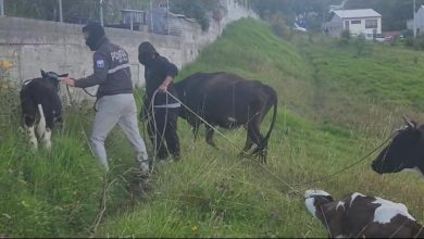 Ganado recuperado