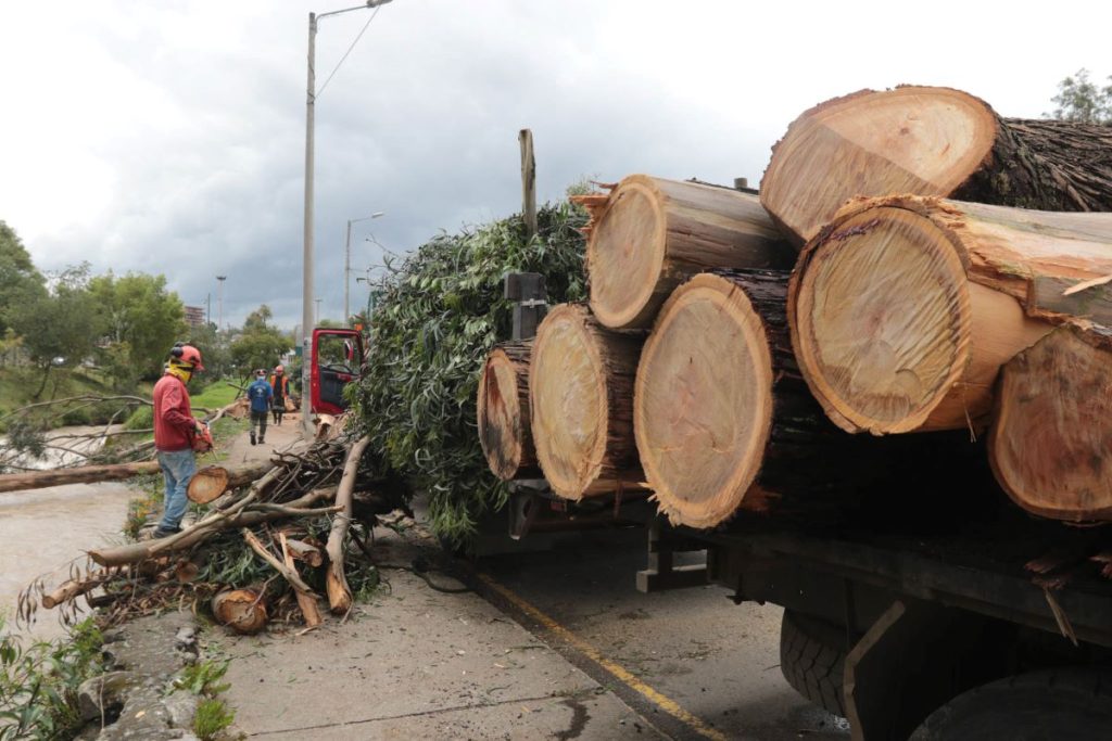 Tala controlada y retiro de árboles, desarrollada ayer en la Avenida 12 de Abril, en el sector del Otorongo.