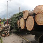 Tala controlada y retiro de árboles, desarrollada ayer en la Avenida 12 de Abril, en el sector del Otorongo.