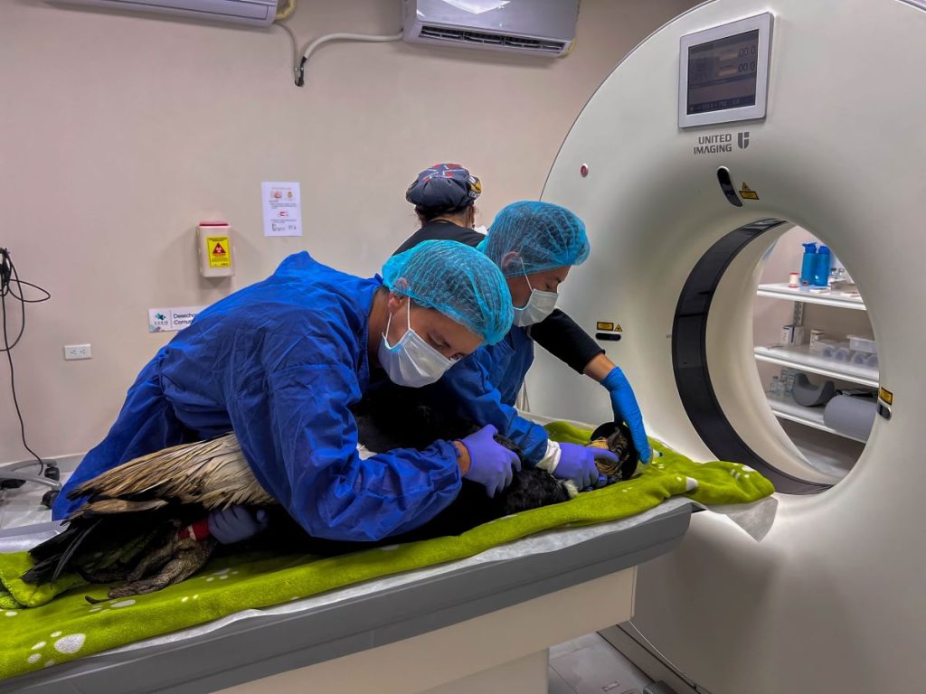 A Valentino se le han realizado exámenes de química sanguínea y hemogramas, plomo en sangre, exámenes radiológicos, tomografías y . Cortesía