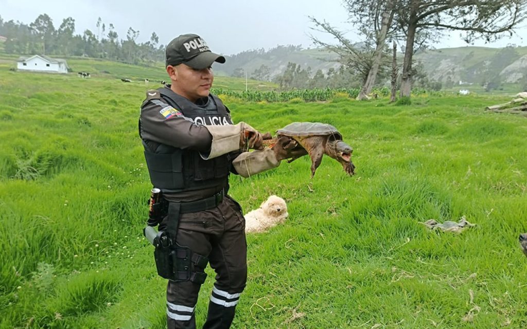 Personal policial rescató una tortuga en Cañar y la trasladó a Cuenca para su rehabilitación.