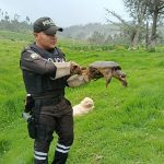 Personal policial rescató una tortuga en Cañar y la trasladó a Cuenca para su rehabilitación.