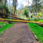 Personal de la EMAC aisló el área afectada para evitar que los ciudadanos circulen por el lugar en el que cayeron los árboles. /Cortesía