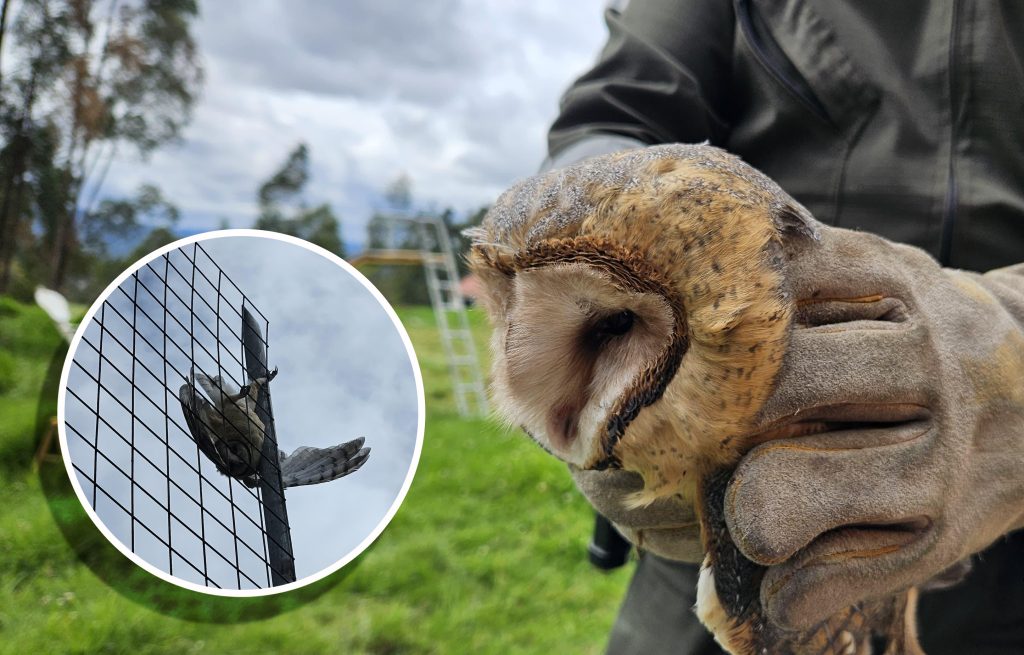El personal del Cuerpo de Bomberos rescató a la lechuza atrapada entre los fierros de una malla en El Chorro, Cuenca. /Fotos Bomberos