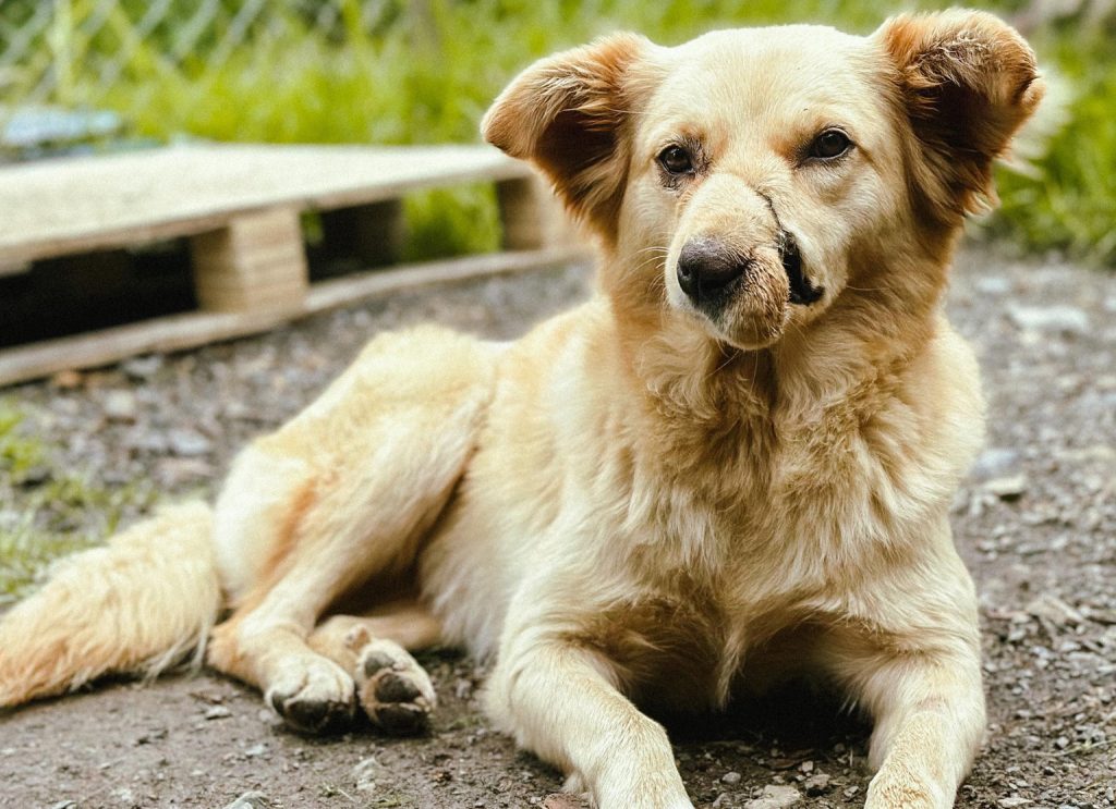 La perrita ‘Miel’, rescatada en el grave deslizamiento de Cochas de la parroquia Paccha, busca un nuevo hogar. /Cortesía